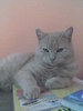ooprea's Avatar
