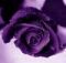 TXRSEFLWR's Avatar