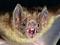 Dunnning's Avatar