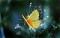 Shannonyun's Avatar