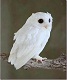Mercurian's Avatar