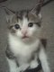 kumaroo's Avatar