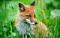 zeelilfox's Avatar