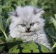helpimconfused's Avatar