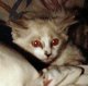 SavvyCat's Avatar